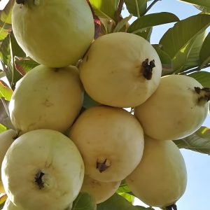 شجرة-الجوافة-البناتي